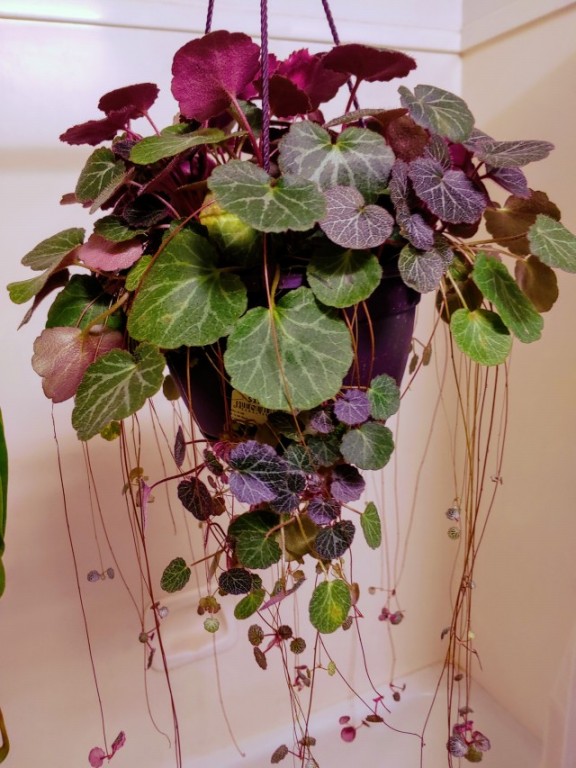 como plantar begonia morango