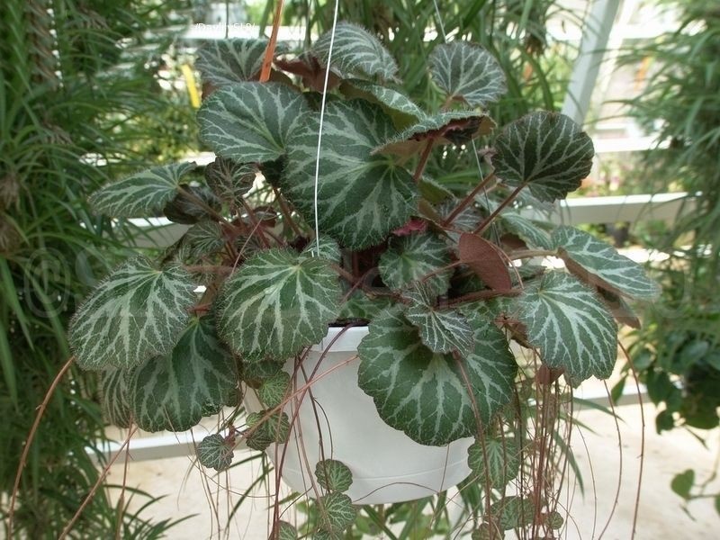 como plantar begonia morango.