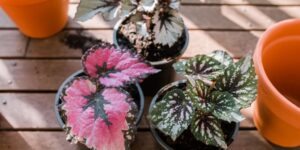 como plantar begonia rex