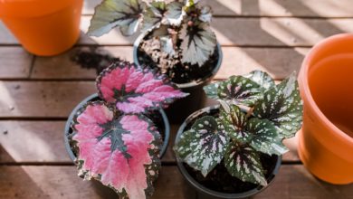 como plantar begonia rex