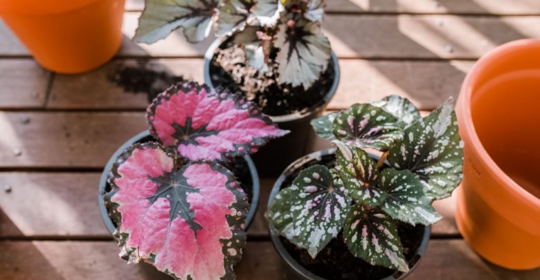 como plantar begonia rex