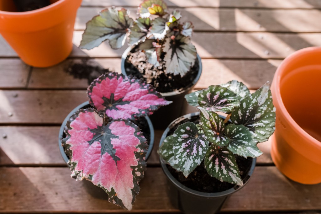 como plantar begonia rex