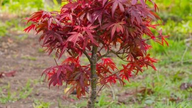 como plantar bordo japones