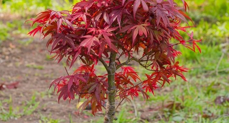 como plantar bordo japones