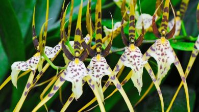 como plantar brassia