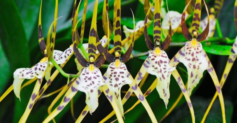 como plantar brassia