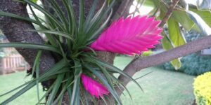 como plantar bromelia tillandsia