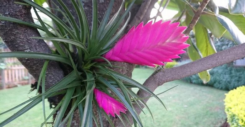 como plantar bromelia tillandsia