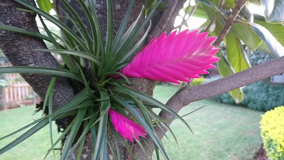 como plantar bromelia tillandsia