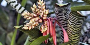 como plantar bromelia zebra.