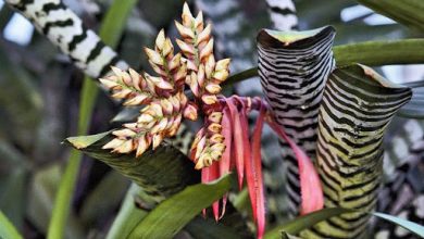 como plantar bromelia zebra.