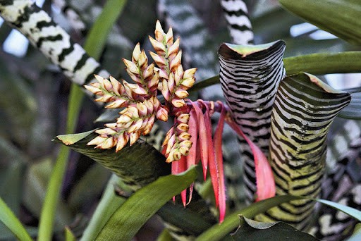 como plantar bromelia zebra.