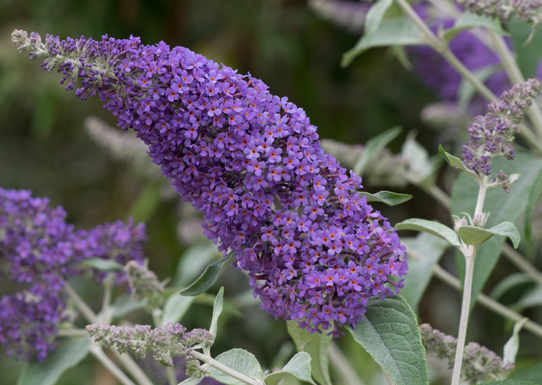 como plantar buddleia