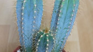 como plantar cacto azul