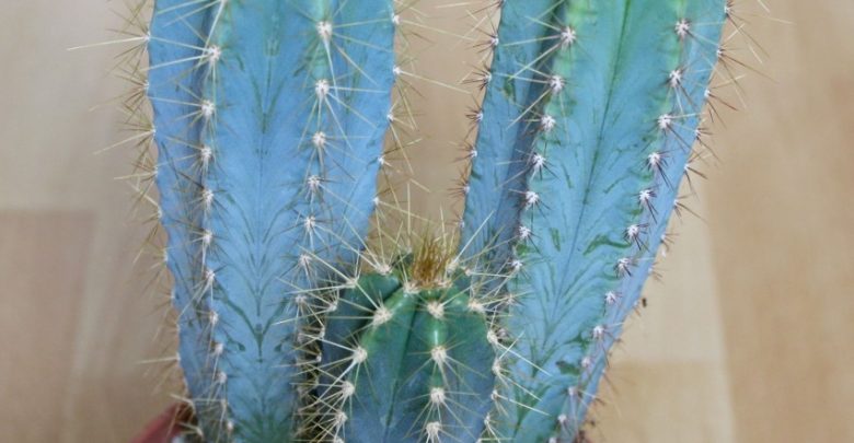 como plantar cacto azul