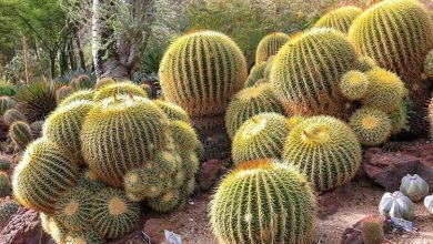 como plantar cacto bola