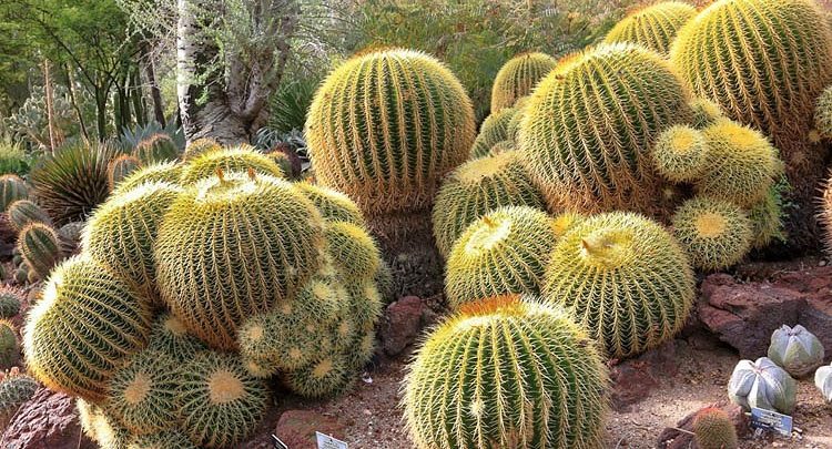 como plantar cacto bola