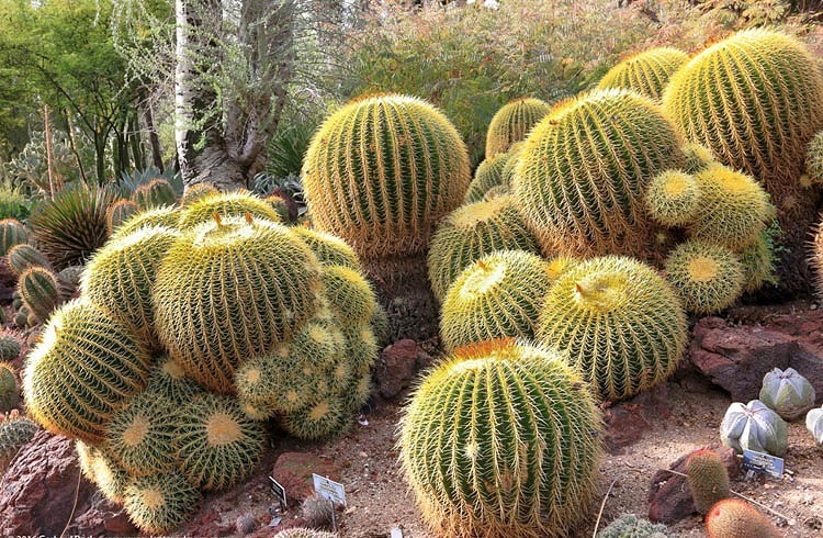 como plantar cacto bola