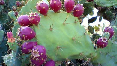 como plantar cacto de pera espinhosa