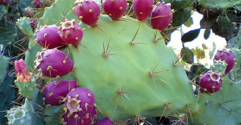 como plantar cacto de pera espinhosa