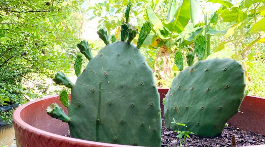 como plantar cacto de pera espinhosa no vaso