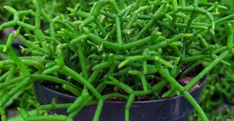 como plantar cacto de visco