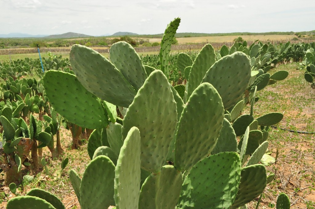 como plantar cacto leiteiro