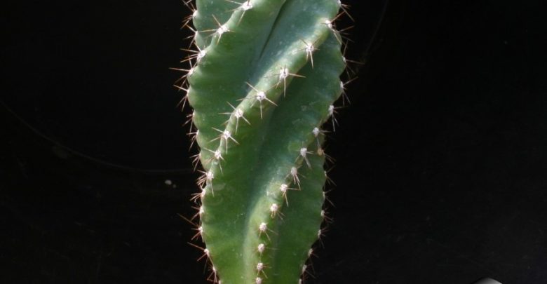 como plantar cacto parafuso (2)
