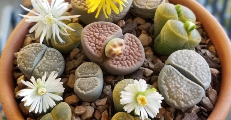 como plantar cacto pedra