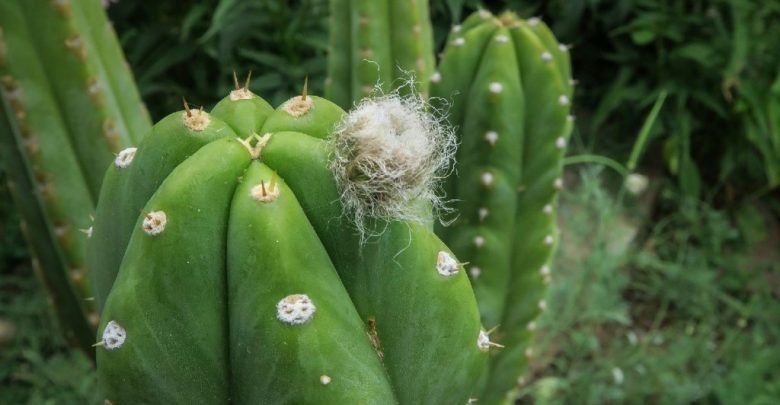 como plantar cacto sao pedro