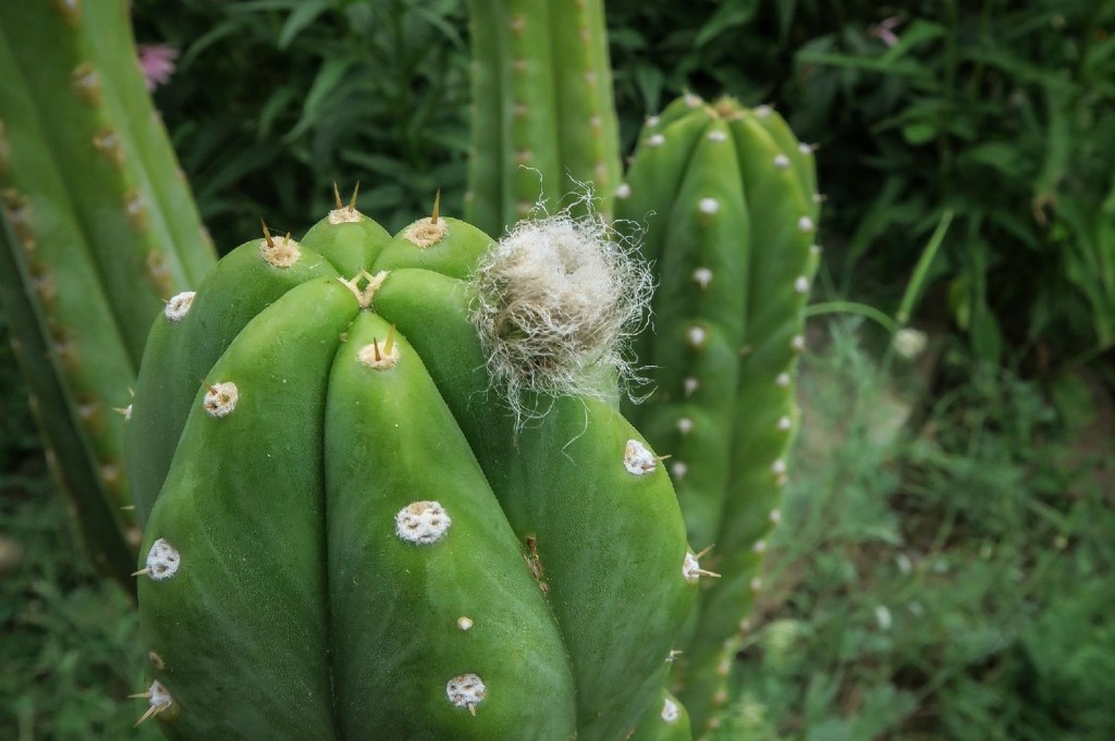 como plantar cacto sao pedro