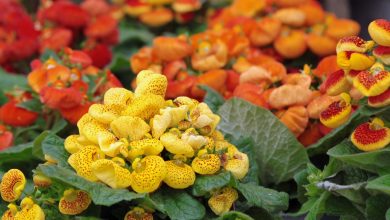 como plantar calceolaria