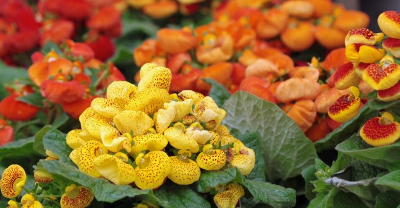 como plantar calceolaria