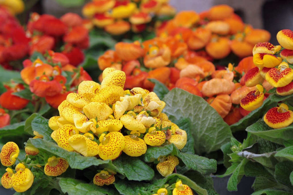 como plantar calceolaria