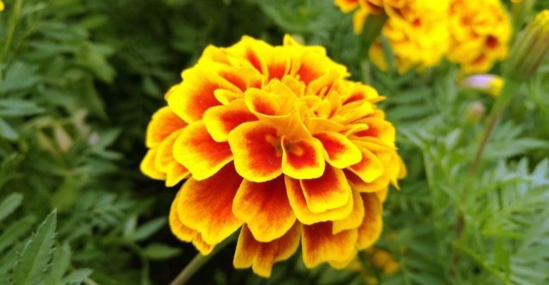 como plantar calendula francesa