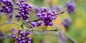 como plantar callicarpa 