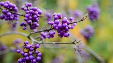 como plantar callicarpa 