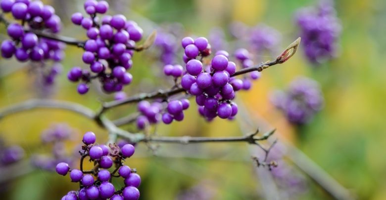 como plantar callicarpa