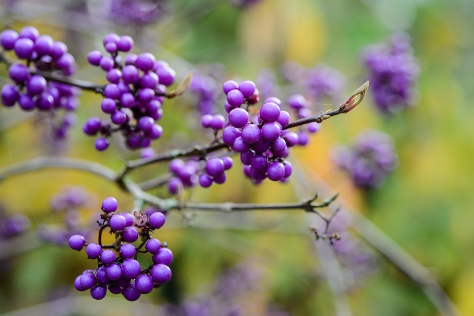 como plantar callicarpa 