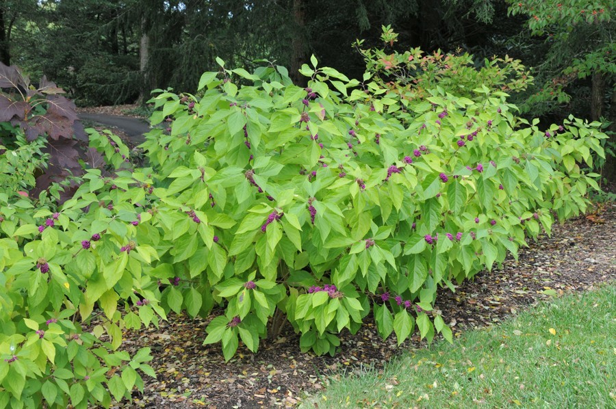 como plantar callicarpa