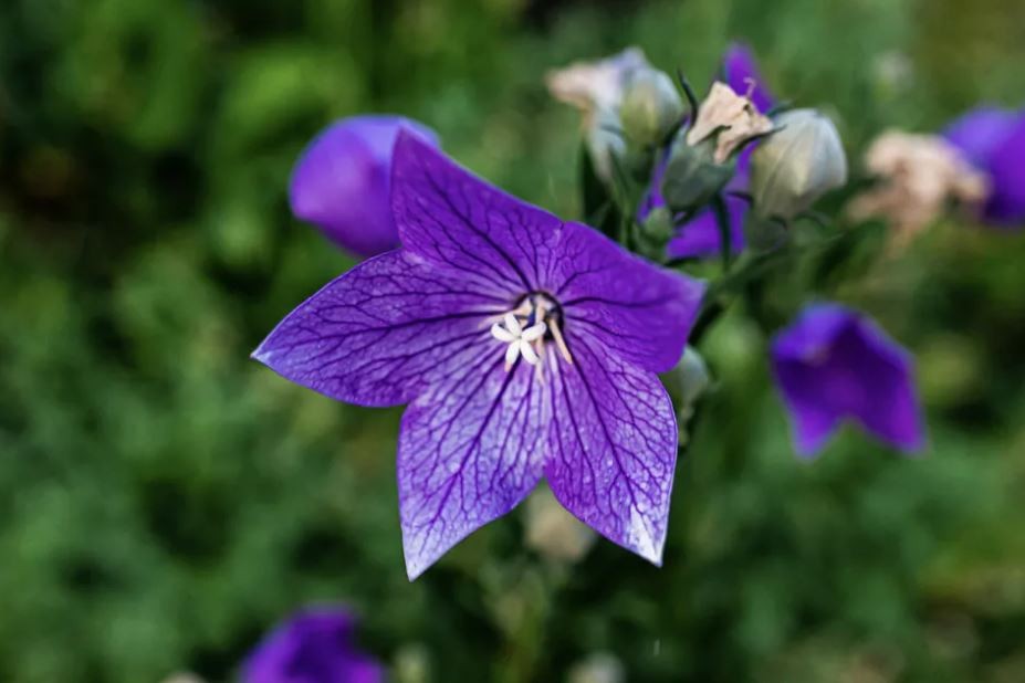 como plantar campainha chinesa