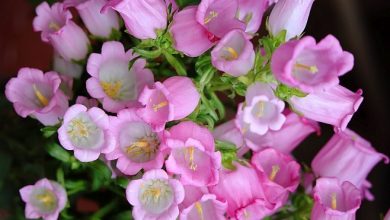 como plantar campanula rosa