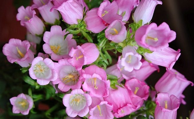 como plantar campanula rosa