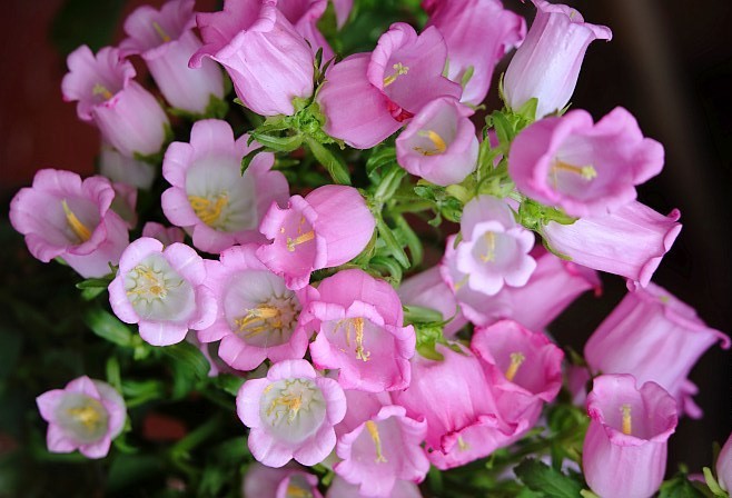 como plantar campanula rosa