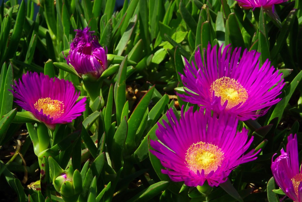 como plantar carpobrotus