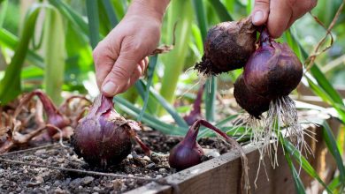 como plantar cebola roxa