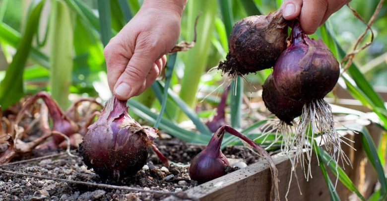 como plantar cebola roxa