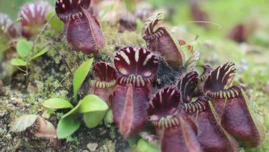 como plantar cephalotus follicularis