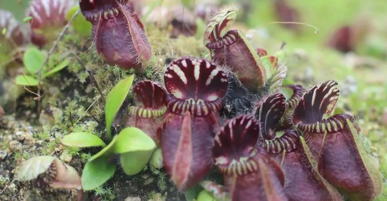 como plantar cephalotus follicularis