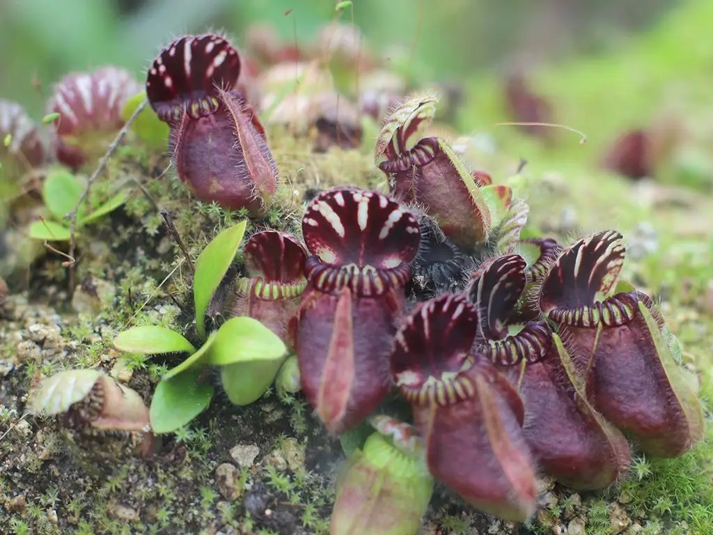 como plantar cephalotus follicularis